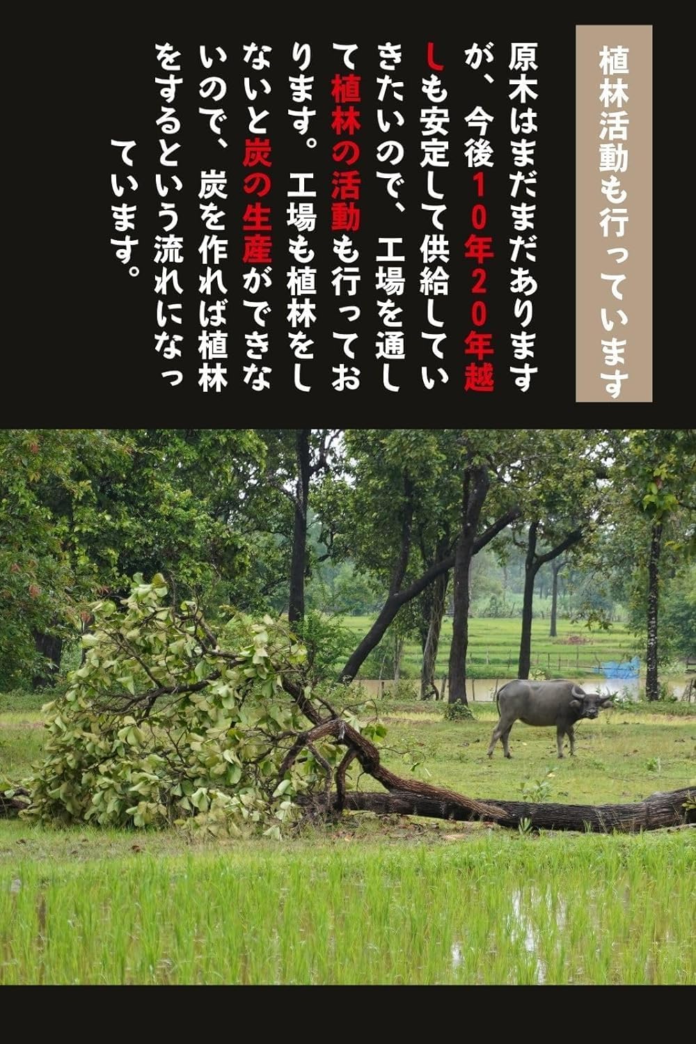ラオス産 天然備長炭 15kg 荒割大- 業務用 白炭 キャンプ用 BBQ用 長時間燃焼 強火力 灰少なめ